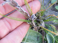 Helichrysum cephaloideum