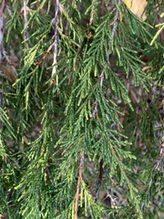 Juniperus maritima