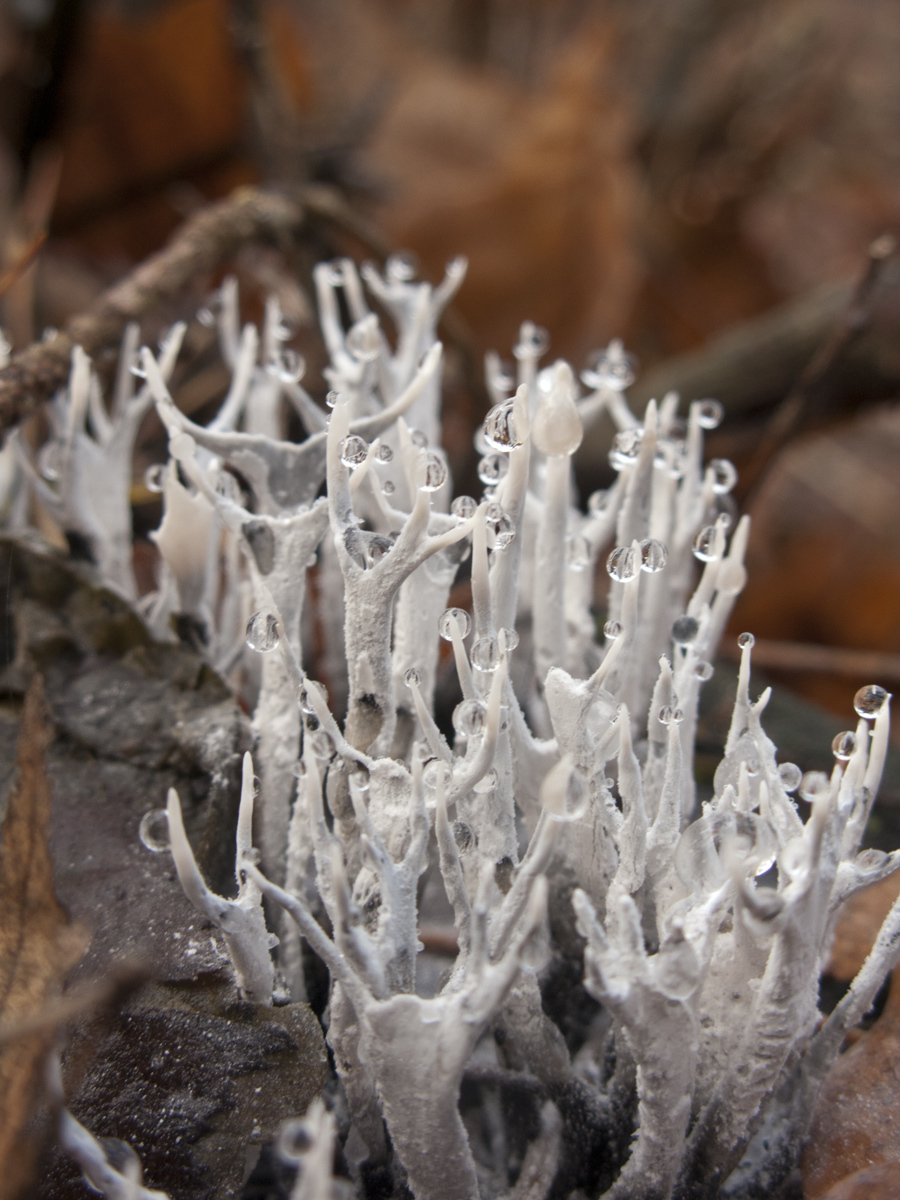 The application of the name Xylaria hypoxylon, based on