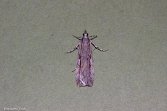 Scoparia indistinctalis