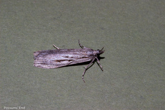 Scoparia indistinctalis