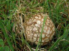 Amanita muscaria