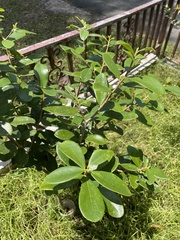 Daphnopsis helleriana