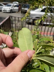 Daphnopsis helleriana