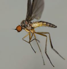 Apalocnemis