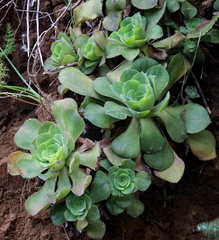 Aeonium canariense subsp. christii image