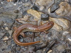 Desmognathus planiceps