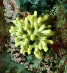 Heteropora pacifica
