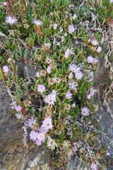 Disphyma australe australe