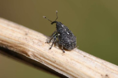 Glocianus pilosellus