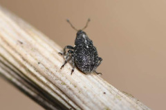 Glocianus pilosellus