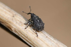 Glocianus pilosellus