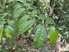 Faramea occidentalis