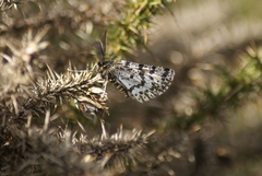 Eurranthis plummistaria