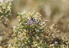 Eurranthis plummistaria