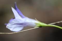 Wahlenbergia capillaris