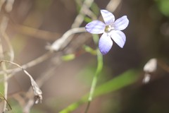 Wahlenbergia capillaris