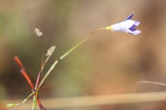 Wahlenbergia capillaris
