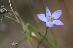 Wahlenbergia capillaris