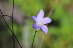 Wahlenbergia capillaris