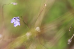 Wahlenbergia capillaris