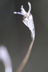 Wahlenbergia capillaris