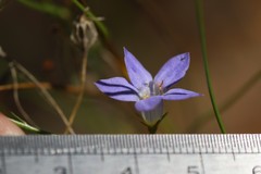 Wahlenbergia capillaris
