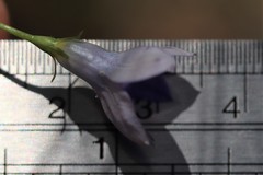 Wahlenbergia capillaris