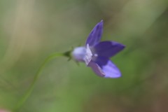 Wahlenbergia capillaris