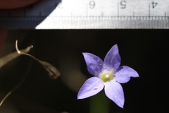 Wahlenbergia capillaris
