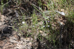 Wahlenbergia capillaris