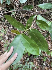 Coccoloba costata