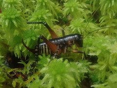 Hemiandrus fiordensis