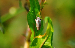 Tretogonia