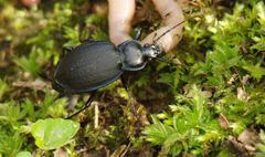 Carabus goryi