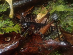 Hemiandrus fiordensis