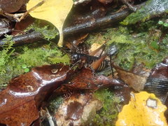 Hemiandrus fiordensis