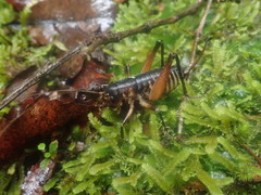 Hemiandrus fiordensis