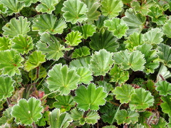 Alchemilla orbiculata