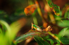 Conocephalus cinnamonifrons