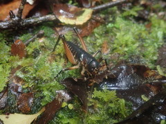 Hemiandrus fiordensis