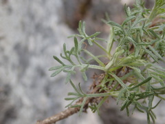 Artemisia alba