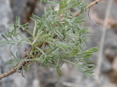 Artemisia alba