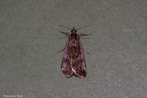 Cotton Web Spinner photo 5