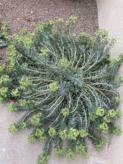 Myrsiniteae