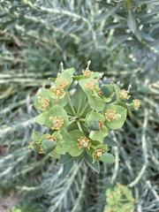 Myrsiniteae