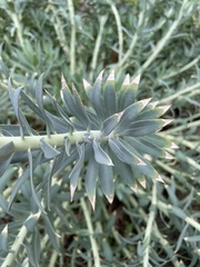 Myrsiniteae