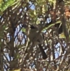 Polioptila californica