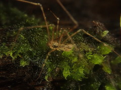 Nomaua arborea