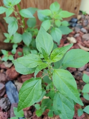 Magnoliopsida
